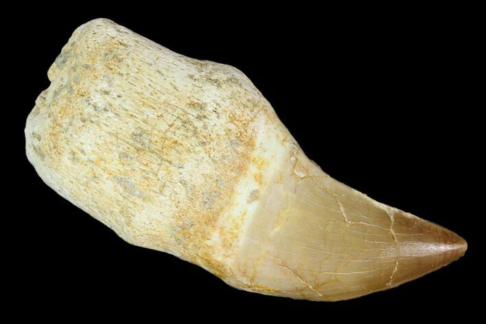 Fossil Rooted Mosasaur (Prognathodon) Tooth - Morocco #116964